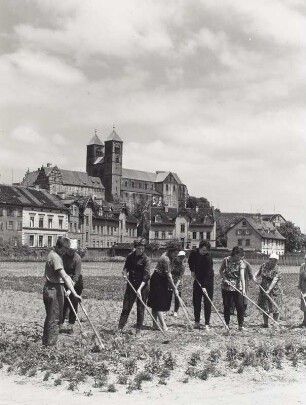Quedlinburg. Abteigarten. Mitarbeiter des Institutes für Pflanzenzüchtung der Deutschen Akademie der Landwirtschaftswissenschaften Berlin bei Pflegearbeiten. Blick nach Nordosten gegen Schloß und Stiftskirche St. Servatus