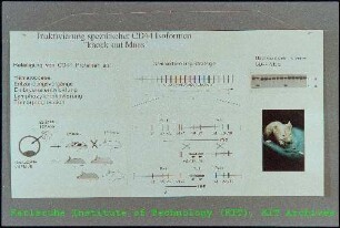 Informationstafel über "Inaktivierung spezifischer CD44-Isoformen "knoch-out Maus" des Instituts für Genetik (IGEN)