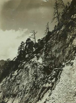 Österreich, Salzburger Schieferalpen. Wetterfichten an steiler Felswand