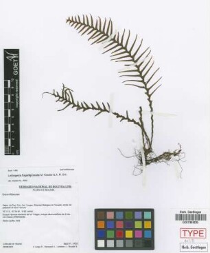 Lellingeria flagellipinnata M.Kessler & A.R.Sm. [paratype]