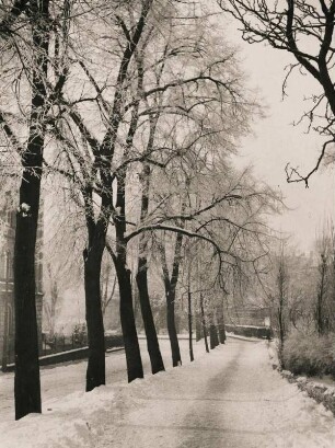 Zittau. Nebliger Wintermorgen. Raureif in der Vorstadt