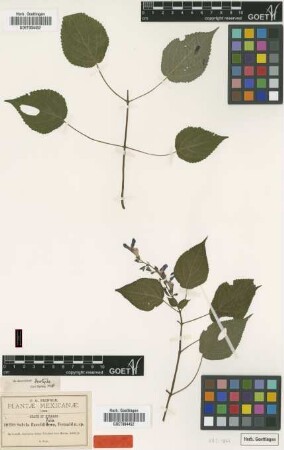 Salvia flaccidifolia Fernald [isotype]