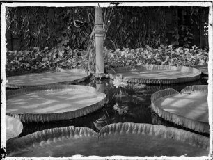 Karlsruhe Botanischer Garten Detailansicht