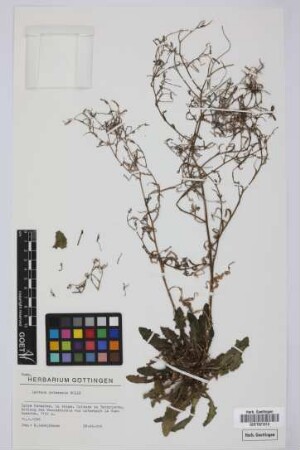 Lactuca palmensis Bolle