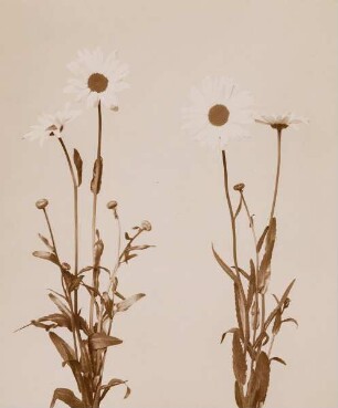 Margeriten