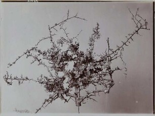 Schleedorn mit Flechten bewachsen