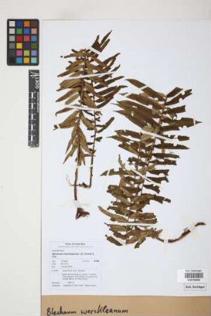 Blechnum werckleanum