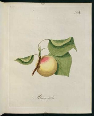 Abricot peche
