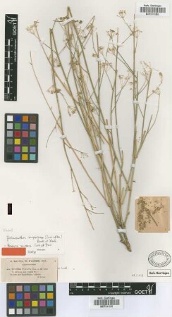 Deverra scoparia Coss. & Durieu [syntype]