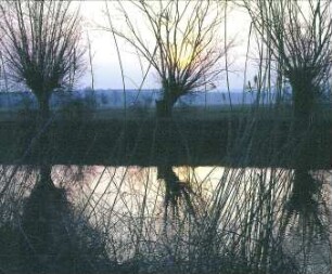 Drei Weiden am Ufer der Unstrut