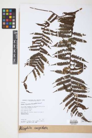 Alsophila cuspidata (Kunze) D.S.Conant