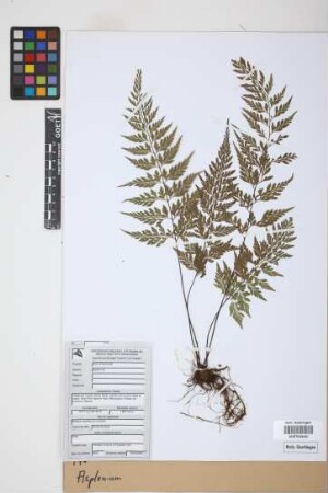 Asplenium spec.