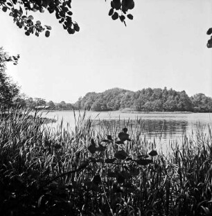 Lütjensee: vorn Sräucher und Schilf: am gegenüberliegenden Ufer Wald
