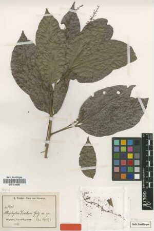 Allophylus zenkeri Gilg ex Radlk. [type]