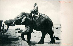 Elephant at work