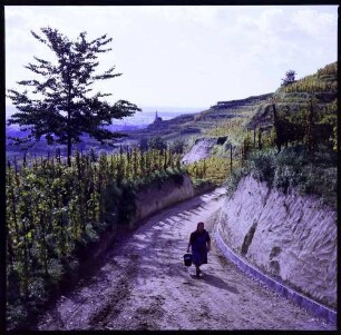 Ihringen: Hohlweg im Weinberg mit Frau, Hintergrund Kirchturm