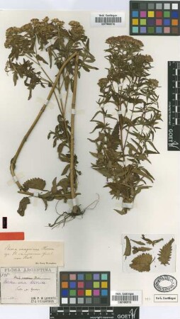 Stevia camporum Griseb. [type]