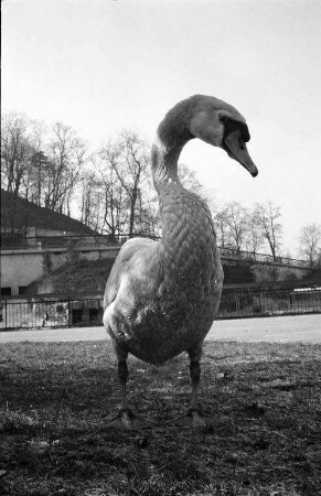 Schwäne im Karlsruher Stadtgarten.