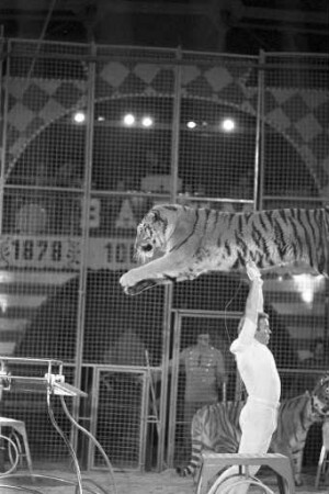 Gastspiel des Cirkus Barum auf dem Karlsruher Messplatz