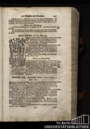 Cap. 100. Indianisch Holz, Franzosen-Holz, Guajacum.