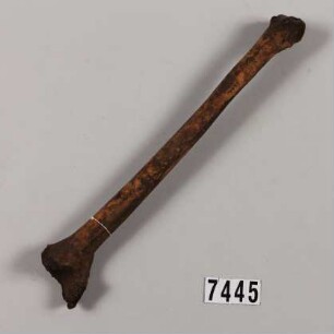 Kasuarknochen (als Geldwert)