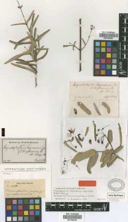 Stigmaphyllon sagraeanum A.Juss. f. wrightianum Nied.[type]