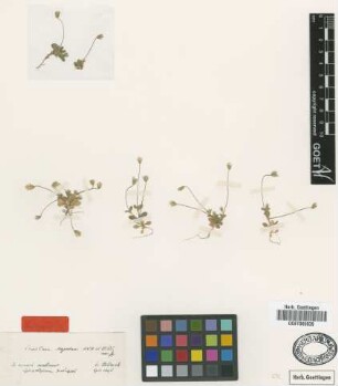 Cerastium scaposum Boiss. & Heldr. [isotype]