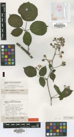 Rubus schnedleri H.E.Weber [isotype]