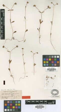 Valerianella capitata Boiss. & Balansa [isotype]