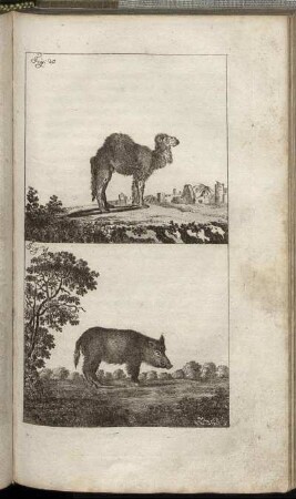 Fig. 20. - Fig. 21.