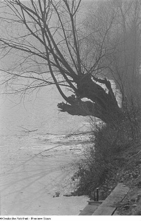 Ein Baum am Ufer der Zwickauer Mulde