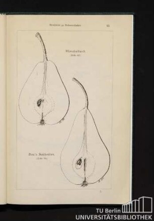 Monchallard. Bosc's Flaschenbirn.