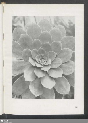 Sempervivum percarneum