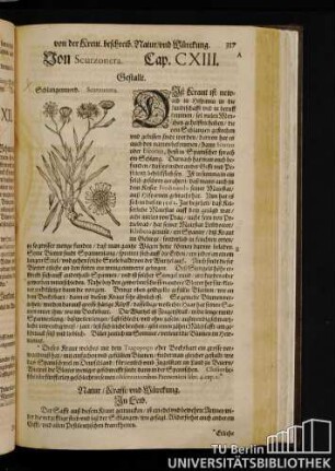 Cap. CXIII. Von Scurzonera.