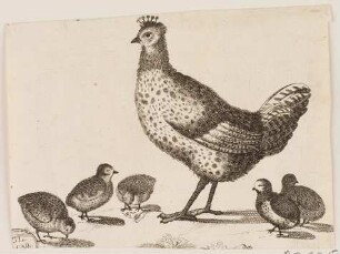 Huhn mit fünf Küken