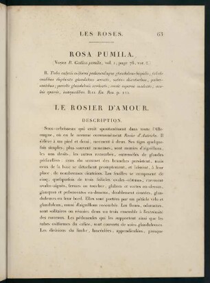 63-64, Rosa Pumila. Le Rosier d'Amour.