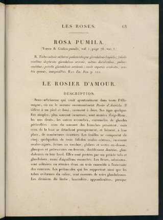 63-64, Rosa Pumila. Le Rosier d'Amour.