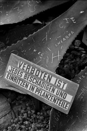 Beschädigung der Agavenblätter in den Gewächshäusern des Botanischen Gartens.