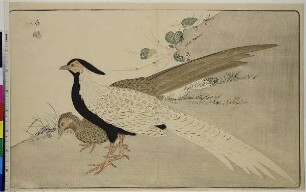 Silberfasan und Yukinoshita, aus dem Buch: Bilder importierter Vögel