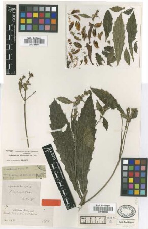 Aphelandra hieronymi Griseb. [syntype]
