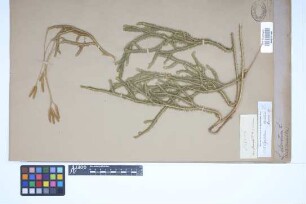 Lycopodium clavatum clavatum L.