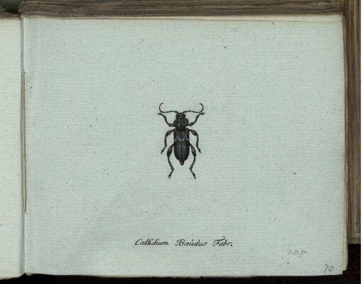 Callidium Baiulus Fabr. [bis] Callidium Yini Mihi