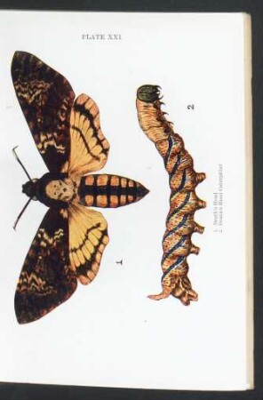 Plate XXI