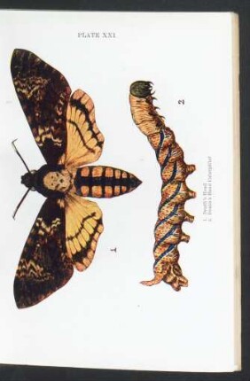 Plate XXI