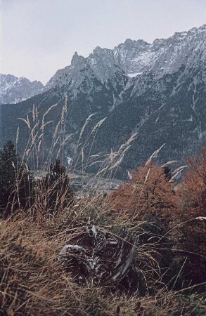 Mittenwald/Karwendel. Gräser