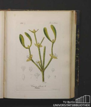 Lorantheae. Viscum album L. Mistel.