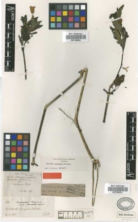 Ruellia sanguinea Griseb. [type]
