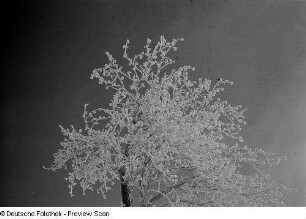 Vereister Baum