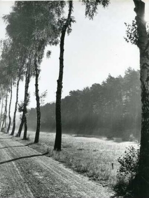 Ein, mit Birken gesäumter, Weg im Spessart