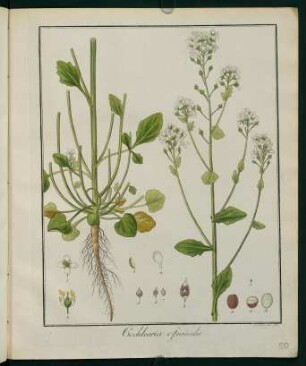 50r, Cochlearia officinalis